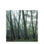 Woodland Mist, Suffolk Photographic Art Print, thumbnail 3 of 4