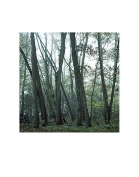 Woodland Mist, Suffolk Photographic Art Print, 3 of 4