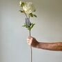 Artificial White Real Feel Peony, thumbnail 1 of 11