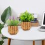 Pack Of Two Artificial Plants In Woven Basket, thumbnail 3 of 7