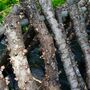 Shiitake Mushroom Log Growing Kit, thumbnail 6 of 8