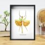 Yellow Spotted Stick Insect Bug Moth Butterfly Box Frame Entomology Taxidermy Interior Design Modern Home Decor Wall Hanging Display Gift Ornament, thumbnail 1 of 4