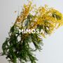 Scented Soy Candle Orange Blossom + Mimosa, thumbnail 7 of 7