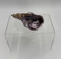 Painted Oyster Shell, thumbnail 2 of 2