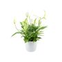 Spathiphyllum Peace Lily In White Ceramic Pot – Indoor Plant, thumbnail 2 of 2