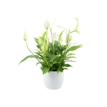 Spathiphyllum Peace Lily In White Ceramic Pot – Indoor Plant, 2 of 2