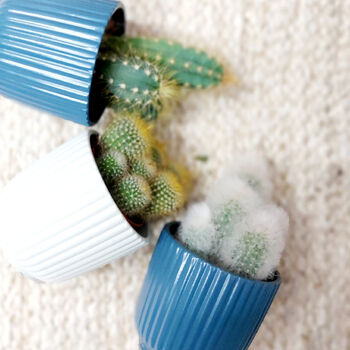 Set Of Three Small Cactus In Pot Pick Your Colour Pots, 7 of 9