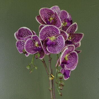 Purple Orchid Artificial Leopard Gold 50cm Realistic, 3 of 3