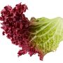 Salad Plant Lettuce 'Lollo Rosso' 12x Plug Plant Pack, thumbnail 4 of 7