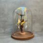 28cm Glass Display Cloche Dome – Bell Jar, thumbnail 7 of 9