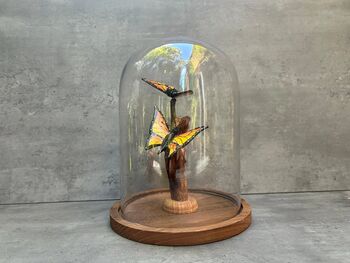 28cm Glass Display Cloche Dome – Bell Jar, 7 of 9