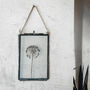 Small Antique Pressed Flower Frame Dried Allium, thumbnail 2 of 8