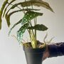 Artificial Dotted Begonia In Pot, thumbnail 2 of 5