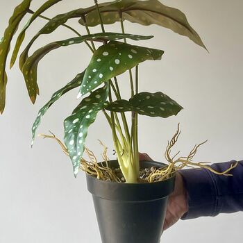 Artificial Dotted Begonia In Pot, 2 of 5