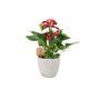 Red Flamingo Flower Anthurium In 12cm Pot, thumbnail 5 of 9