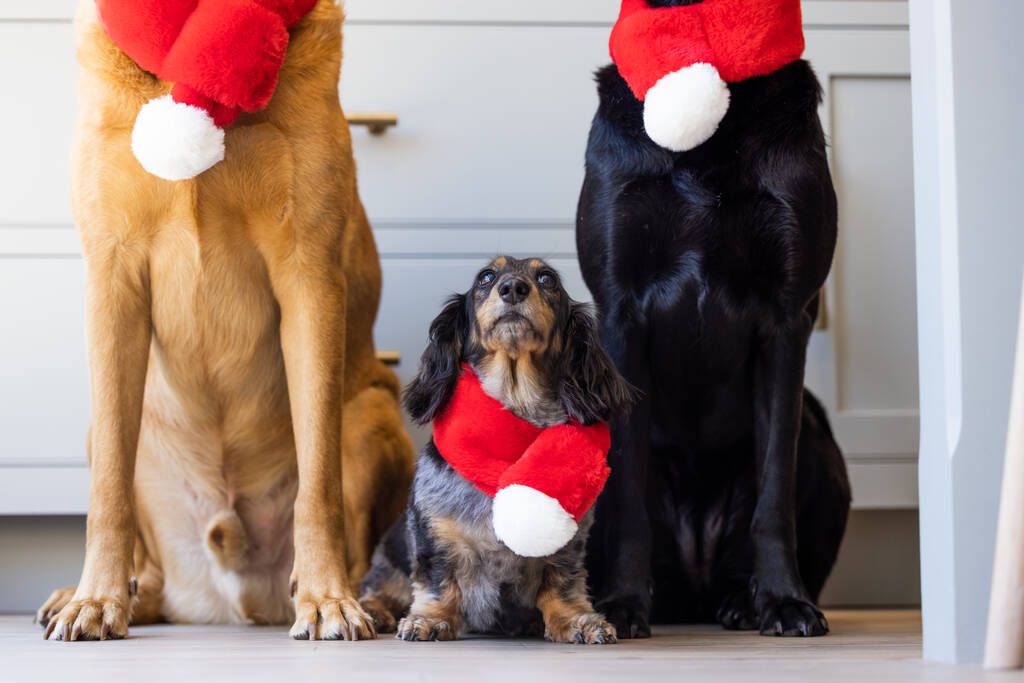 Soft Christmas Dog Scarf Red With White Pom Pom By Ollie Co