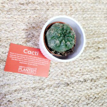 Small Cactus Houseplant In Ceramic Pot, 2 of 8