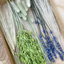 Lavender Bunny Tail Dried Flower Posy Saneco, thumbnail 7 of 7