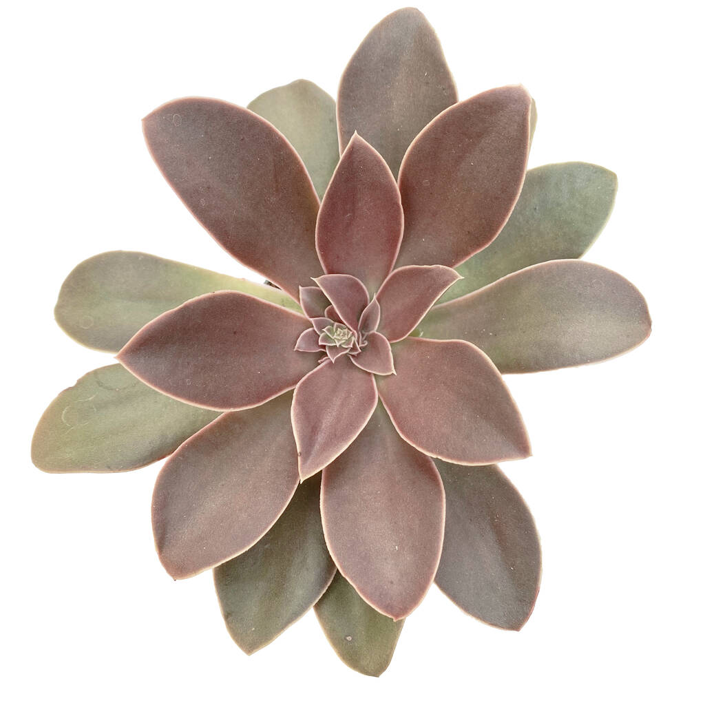 Echeveria Racemosa Succulent Plant In 6cm Pot By Clouds Hill Succulents