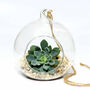 Hanging Glass Vase Succulent Terrarium Xmas Gift, thumbnail 2 of 2