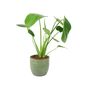 Monstera Swiss Cheese Plant In 12cm Pot, thumbnail 4 of 10
