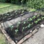 Black Hoop Tunnel With Soft Butterfly Netting, thumbnail 1 of 2