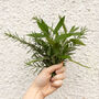 Winter Herbs Seed Kit With Sage, Rosemary And Thyme, thumbnail 3 of 9