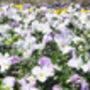 Pansy 'Water Colours Mix' 20 X Full Plant Pack, thumbnail 5 of 7