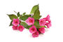 Weigela Plant 'Moulin Rouge', thumbnail 1 of 4