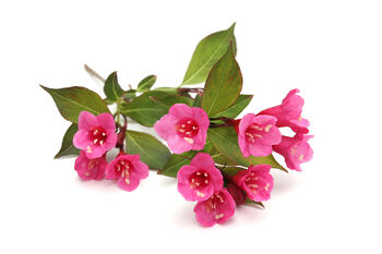 Weigela Plant 'Moulin Rouge', 4 of 4
