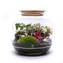 Diy Terrarium Kit With Plants | 'Malaga', thumbnail 5 of 12