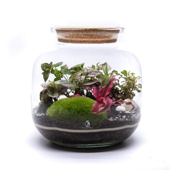 Diy Terrarium Kit With Plants | 'Malaga', 5 of 12