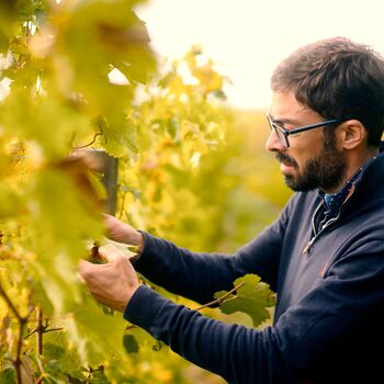 Sauvignon Blanc Boxed Wine, 2 of 5