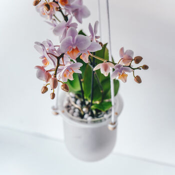 Orla, Hanging Glass Planter, Ideal For Orchids, 12 of 12