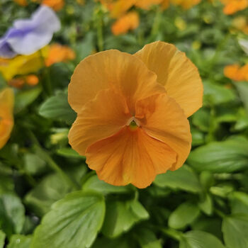 Flowers Pansy 'Clear Orange' Six X Plant Pack, 8 of 8