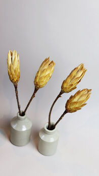 Large Dried Protea Magnifica Buds, 3 of 4