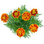 French Marigold 'Mixed Selection' 20 X Plant Pack, thumbnail 1 of 5