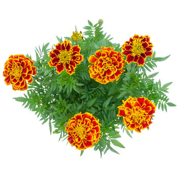 French Marigold 'Mixed Selection' 20 X Plant Pack, 5 of 5