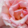 Climbing Rose 'Compassion' Bare Rooted Plant, thumbnail 3 of 4