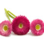 Bellis Daisy 'Mixed' Six X Plant Pack, thumbnail 5 of 5