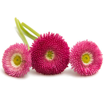 Bellis Daisy 'Mixed' Six X Plant Pack, 5 of 5