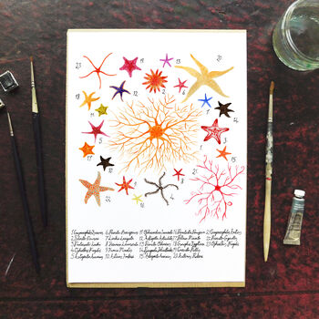 Asterozoa Starfish Art Print, 2 of 7
