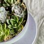 Succulents In A Biscuit Tin, thumbnail 6 of 12