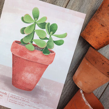 Jade Plant Illustrated Print, 3 of 5