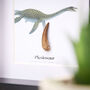 Plesiosaur Tooth Box Frame Real Authentic Jurassic Dinosaur Fossil Museum Quality Natural History Interior Design Home Decor Display Gift Ornament, thumbnail 2 of 6