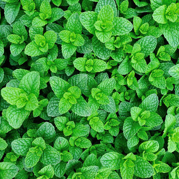 Herb Plants Garden Mint Plant In A 9cm Pot, 4 of 10