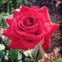 Hybrid Tea Rose Plant 'Loving Memory' Five Litre Pot, thumbnail 2 of 5
