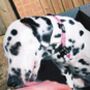 Dog Collar | Pink Princess, thumbnail 6 of 10