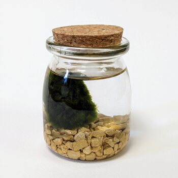 Marimo Moss Ball Kit Plant Lover Gift, 2 of 12