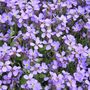 Winter Bedding Aubretia 'Lilac Blue' Six Plug Plants, thumbnail 5 of 5